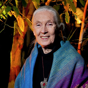 Jane Goodall