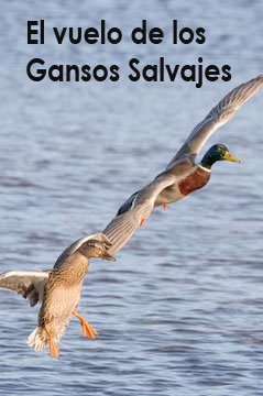 GansosSalvajes.jpg		